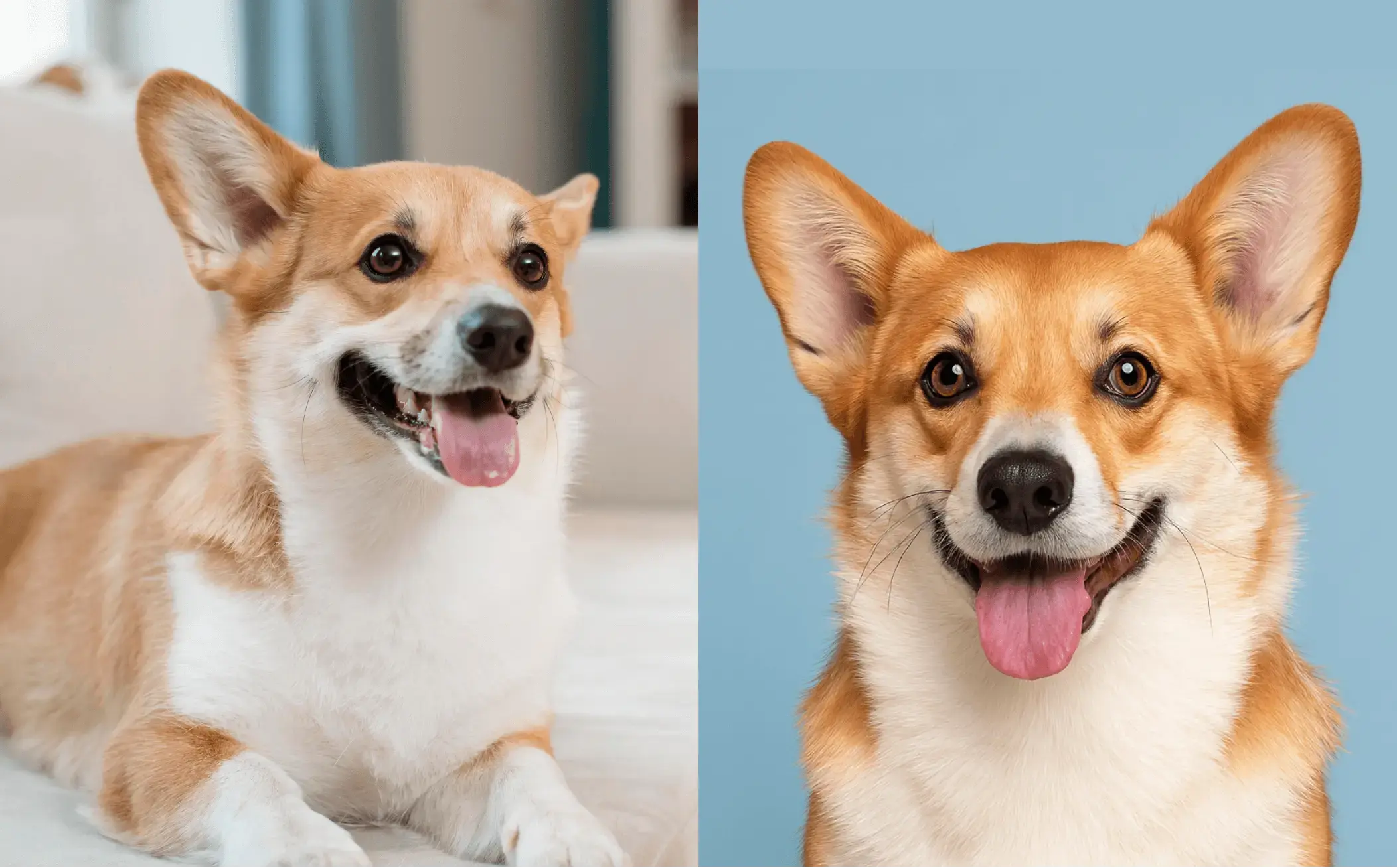 Sample Pet Passport Demo1