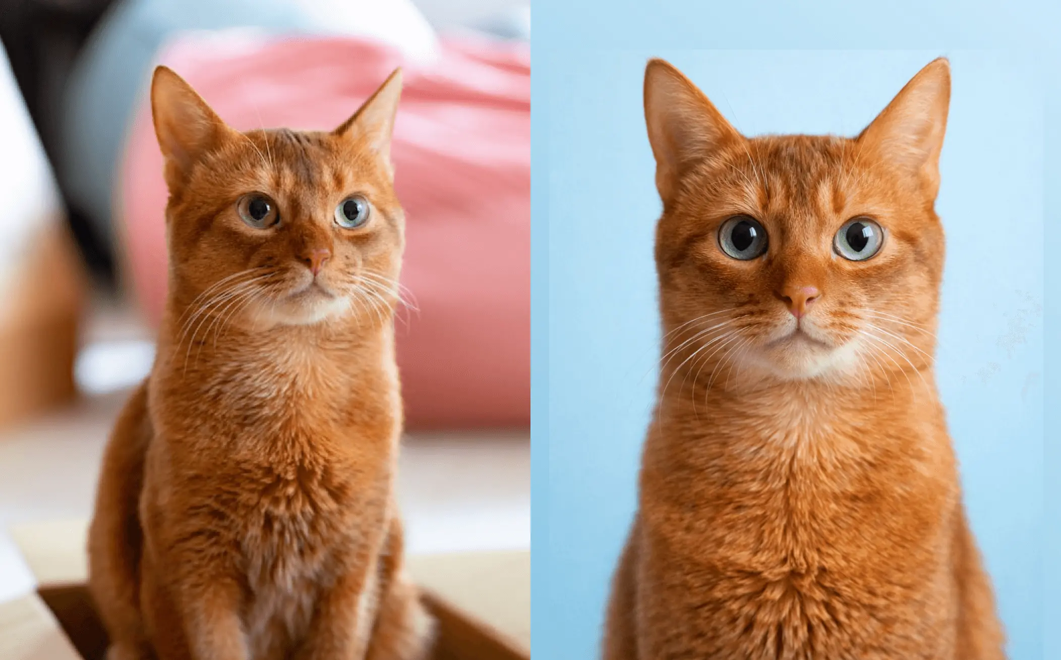 Sample Pet Passport Demo2