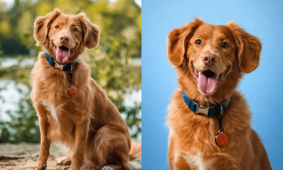 Maak een huisdierpasfoto met AI gratis